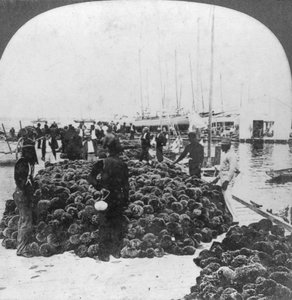 Schwamm-Markt, Hafen von Key West, Florida, USA, um 1900