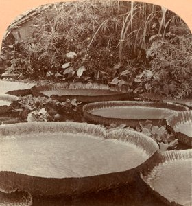 Thureza-Lilie, Botanischer Garten, Hamburg, Deutschland, 1895 von Keystone View Company