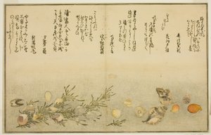 Beni-gai, hora-gai, urauzu-gai, wasure-gai, chiyonohana-gai und masuho-gai, aus dem illustrierten Buch "Geschenke von der Ebbe"