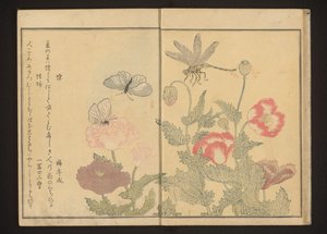 Schmetterlinge und Libelle in der Nähe von Mohnblumen