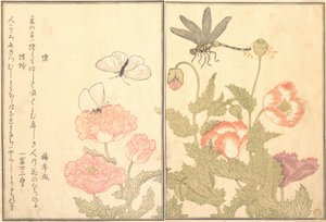 Schmetterling Cho, Libelle Kagero oder Tonbo, 1788 von Kitagawa Utamaro