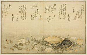 Chidori-gai, itaya-gai, awabi, utsuse-gai, asari-gai und monoara-gai, aus dem illustrierten Buch "Geschenke der Ebbe (Shiohi no tsuto)"