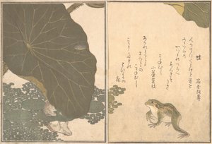 Frosch Kaeru, Goldkäfer Kogane mushi