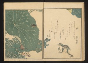 Frösche und Goldkäfer in der Nähe von Lotus