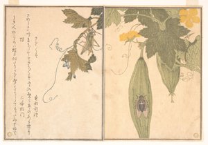 Grashüpfer (Kirigirisu); Zikade (Semi), aus dem Bilderbuch der kriechenden Geschöpfe (Ehon mushi erami) von Kitagawa Utamaro