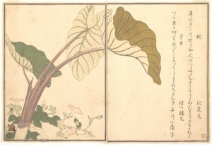 Pferdebremse (abu); grüne Raupe, imomushi, aus dem Bilderbuch der kriechenden Geschöpfe (Ehon mushi erami) von Kitagawa Utamaro