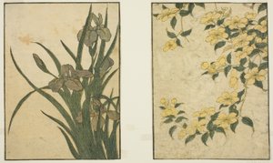 Kerria und Iris, aus dem illustrierten Buch "Bilderbuch: Blumen der vier Jahreszeiten (Ehon shiki no hana)," Bd. 1