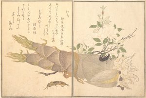 Maulwurfsgrille, Ohrwurm von Kitagawa Utamaro
