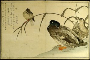Myriaden von Vögeln: Ein Kyoka-Wettbewerb (Momo chidori kyoka awase) von Kitagawa Utamaro