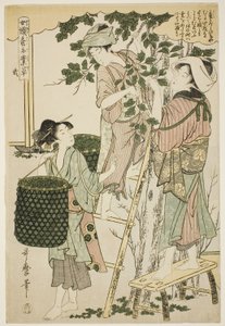 Nr. 2 (ni), aus der Serie "Frauen in der Seidenraupenzuchtindustrie beschäftigt"