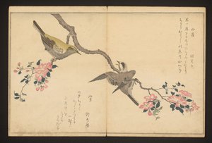 Meise und Buschrohrsänger von Kitagawa Utamaro