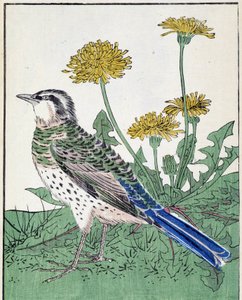 Vogel. Japanische Zeichnung von Kitao Kosuisai
