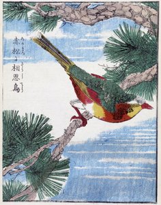 Vogel auf einem Baum. Japanische Zeichnung von Kitao Kosuisai von Kitao Shigemasa