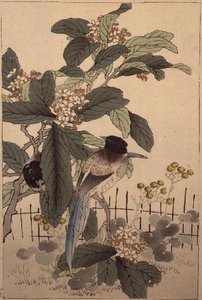 Blaugeschwänzte Vögel unter den Blüten aus Bunrei Kacho Gafu, veröffentlicht 1885