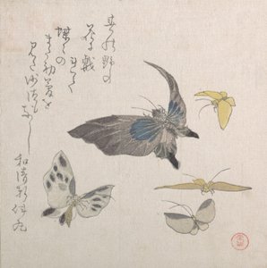 Schmetterlinge, 19. Jahrhundert von Kubo Shunman