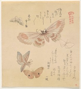 Schmetterlinge und Motten, aus der Serie Ein Schwarm von Schmetterlingen (Gunchō Gafu)