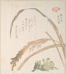 Reispflanze und Pestwurz von Kubo Shunman