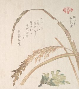 Reispflanze und Butterbur, 19. Jahrhundert