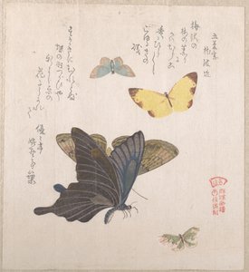Verschiedene Nachtfalter und Schmetterlinge von Kubo Shunman