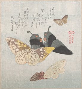 Verschiedene Nachtfalter und Schmetterlinge von Kubo Shunman