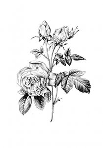 Klassische Botanische Rose