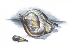 Zerknitterte Blattstudie