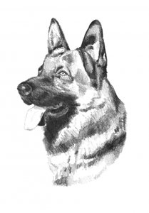 Hundetierkunst Zeichnung Skizze 19