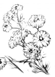 Elegante Blumenzeichnung von Kulik