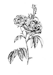 Elegante Rosenblüten