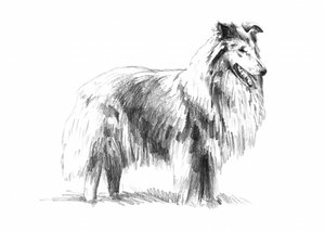 Elegante Rough Collie Zeichnung