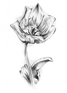 Elegante Tulpenzeichnung
