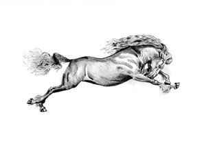 Galoppierendes Wildpferd