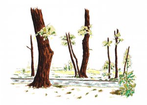 Illustrierter Waldweg
