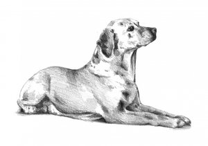 Liegender Gefleckter Hund