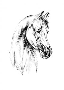 Majestätisches arabisches Pferd
