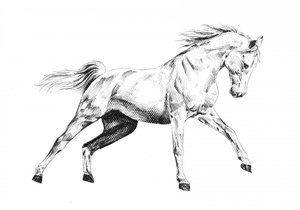 Majestätischer Pferdegalopp