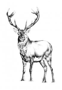 Majestätischer Hirsch