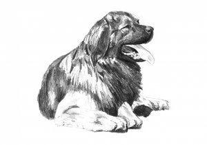 Hechelnde Hundezeichnung