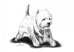 Verspielte Westie-Skizze