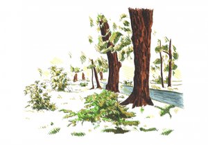 Ruhige Winterwälder