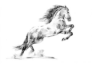 Steigendes Appaloosa-Pferd