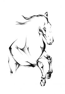 Steigendes Wildpferd