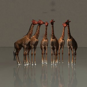 Giraffen in Eintracht