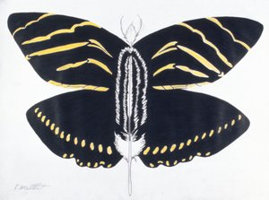 Gefiederter Schmetterling, 2004