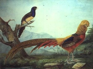 Ein Goldfasan und ein Trogon von L.F.A. Panhuts