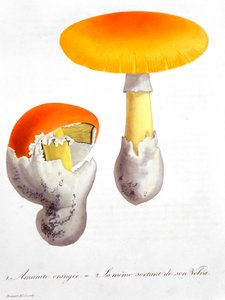 Kaiserlicher Wulstling, 1821