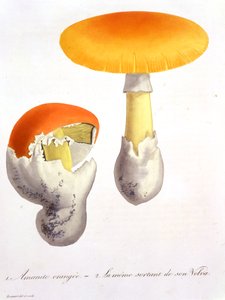 Amanita Caesaria aus 
