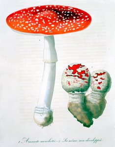 Fliegenpilz, 1821