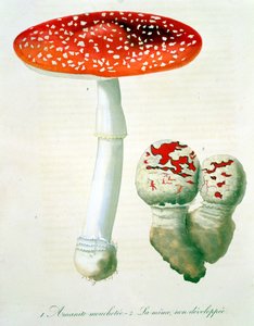 Fliegenpilz aus 
