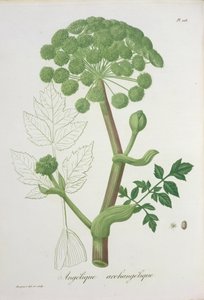 Angelica Archangelica aus 